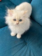 Golden Britse korthaar en (half) langhaar kittens te koop, Dieren en Toebehoren, Katten en Kittens | Raskatten | Langhaar, Meerdere dieren