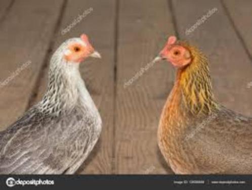 Krielkippen te koop.............., Dieren en Toebehoren, Pluimvee, Kip, Vrouwelijk