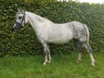 Welsh A merrie, 5 jaar, 1.20 zadelmak, Dieren en Toebehoren, Pony's, Merrie, Gechipt, Zadelmak, 3 tot 6 jaar