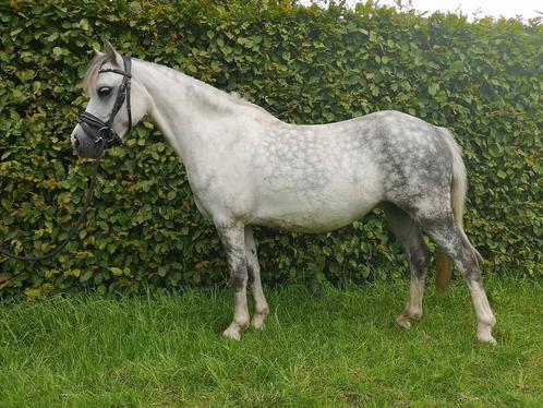 Welsh A merrie, 5 jaar, 1.20 zadelmak, Dieren en Toebehoren, Pony's, Merrie, Zadelmak, B pony (1.17m tot 1.27m), Recreatiepony