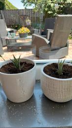 Ananas plant in pot, Ophalen, Zomer, Volle zon