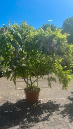 Prachtige blauwe Wisteria in rek, Tuin en Terras, Ophalen, Bloeit niet, Halfschaduw, Overige soorten