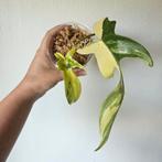 Philodendron Florida Beauty stek, Ophalen of Verzenden, Minder dan 100 cm