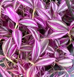 Tradescantia Zebrina Pink Paradise stekjes, Ophalen of Verzenden, Overige soorten, Minder dan 100 cm