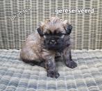 Puppy's, Rabiës (hondsdolheid), 8 tot 15 weken, Meerdere, Meerdere dieren