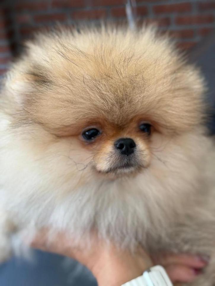 Pomeriaan puppy pomeranian pup reutje fci stamboom, Dieren en Toebehoren, Honden | Poolhonden, Keeshonden en Oertypen, Meerdere dieren