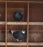 Mooi koppel zwart-bonte sierduiven - duiventil, Dieren en Toebehoren, Vogels | Duiven, Meerdere dieren, Tuimelaar of Roller