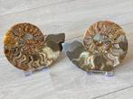 Ammonieten paar gepolijst 561 gram, Ophalen of Verzenden, Fossiel