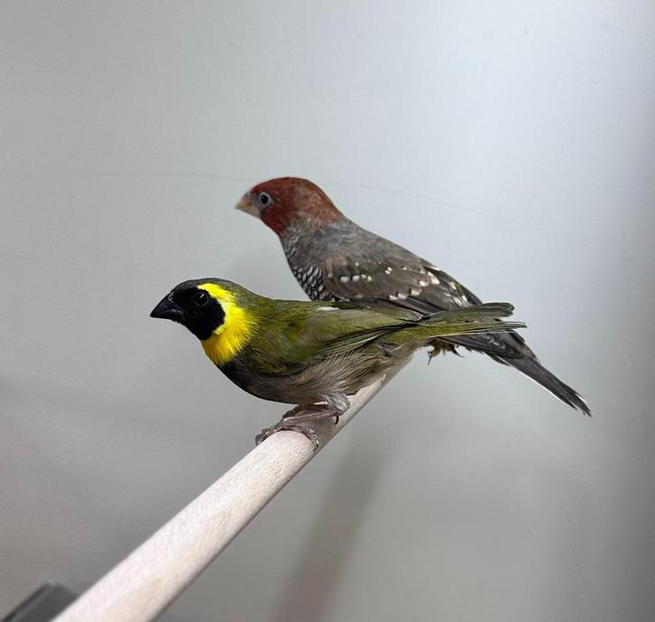 Cubavinken, Dieren en Toebehoren, Vogels | Overige Vogels, Meerdere dieren