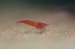 Red Cherry / Vuurgarnalen / Neocaradina, Dieren en Toebehoren, Vissen | Aquariumvissen, Kreeft, Krab of Garnaal
