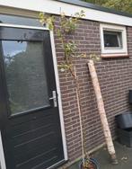 Appelboom, Ophalen, Lente, Volle zon, In pot