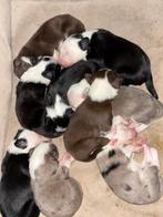 Border collie pups, 8 tot 15 weken, Collie, Meerdere, Meerdere dieren