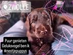 Labradoodle pup, nog maar 1 beschikbaar 🩷, Dieren en Toebehoren, Honden | Retrievers, Spaniëls en Waterhonden, Overige rassen