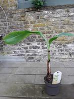 Musa chilocarpa, Ophalen, In pot, Halfschaduw, Minder dan 100 cm