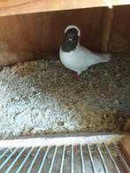 Bruine nonduif, doffer., Dieren en Toebehoren, Vogels | Overige Vogels, Mannelijk, Tropenvogel