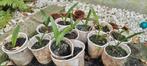 11 zaailingen winterharde palmbomen - Trachycarpus fortunei, Lente, Minder dan 100 cm, Palmboom, Ophalen