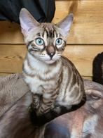 Bengaal kittens, Meerdere dieren, Gechipt