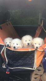 MAREMMA PUPS, Dieren en Toebehoren, België, Particulier, Rabiës (hondsdolheid), 8 tot 15 weken