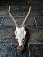 Zwaar Ree Gewei op houten schild jacht hut mancave d99, Verzamelen, Dierenverzamelingen, Ophalen of Verzenden, Gebruikt, Hert