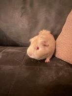 Cavia beertje, Dieren en Toebehoren, Cavia, Mannelijk, Mei, Tam