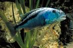 Malawi Cichliden: Aristochromis christyi, Vis, Zoetwatervis
