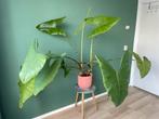 Alocasia zebrina, Ophalen, Overige soorten, Minder dan 100 cm