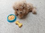 Speelgoed hondje Charlie, Ophalen of Verzenden, Zo goed als nieuw, Hond