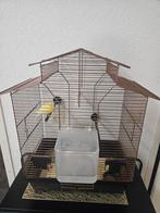 Kanarie (man) met kooi, Dieren en Toebehoren, Mannelijk, Zangkanarie