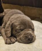Prachtige zilveren labrador Labmaraner pups, Dieren en Toebehoren, Honden | Retrievers, Spaniëls en Waterhonden, Nederland, Rabiës (hondsdolheid)