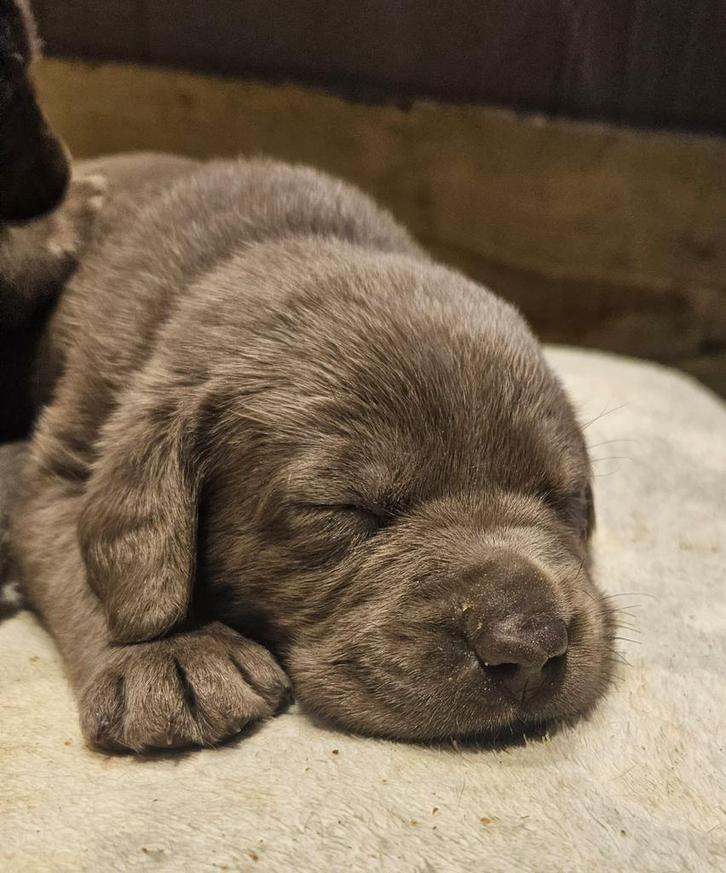 Prachtige zilveren labrador Labmaraner pups, Dieren en Toebehoren, Honden | Retrievers, Spaniëls en Waterhonden, Meerdere dieren