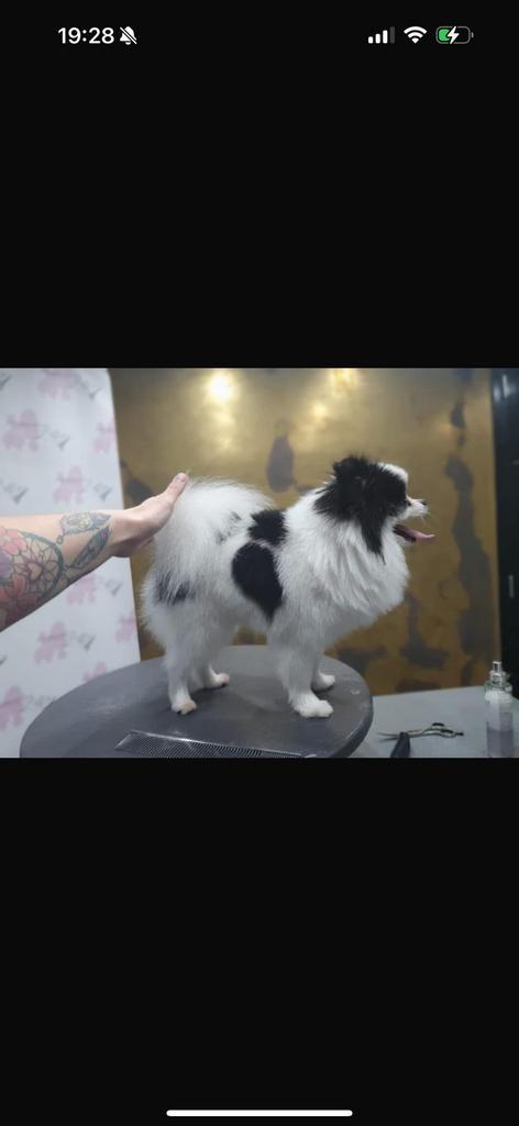 Dek reu pomeriaan, Dieren en Toebehoren, Honden | Dekreuen, Reu, Particulier, Eén hond, België, 3 tot 5 jaar, CDV (hondenziekte)