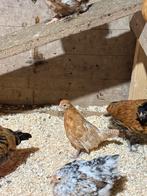 Friese hoen te koop, Dieren en Toebehoren, Pluimvee, Meerdere dieren, Kip