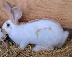 Lotharinger 1 Voedster en 1 Ram, Dieren en Toebehoren, Konijnen, Meerdere dieren, Groot