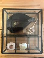Display vitrine met schelpen, Huis en Inrichting, Ophalen, 50 tot 100 cm, Zo goed als nieuw, Minder dan 100 cm