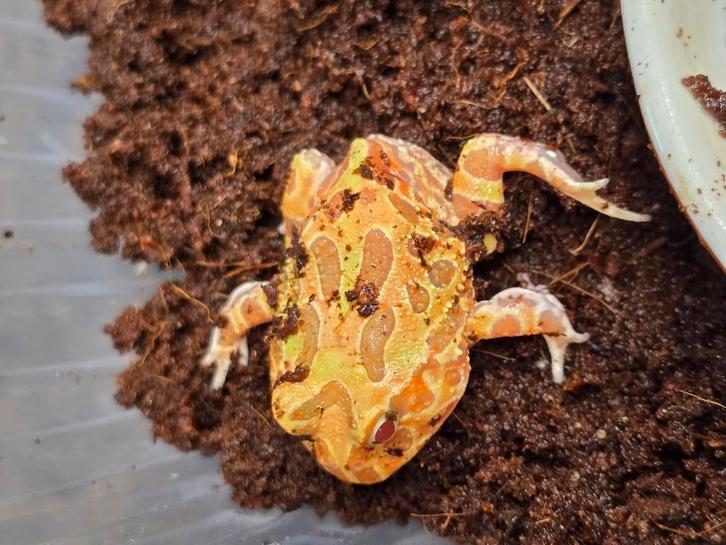 NL nakweek pacman kikkers, Dieren en Toebehoren, Reptielen en Amfibieën, Hagedis, 0 tot 2 jaar