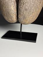 Coco de mer op custom standaard, Ophalen