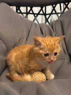 Laatste 2 kittens munchkin x brits korhaar x europese, Dieren en Toebehoren, Kater