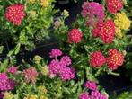 Achillea "Milly Rock" (Duizendblad), Overige soorten, Volle zon, Vaste plant, Ophalen of Verzenden
