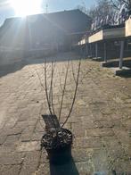 Vitex Agnus-Castus (Monnikspeper) in pot, Overige soorten, 100 tot 250 cm, Zomer, Ophalen