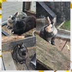 4 konijntjes ter adoptie aangeboden, Dieren en Toebehoren, Meerdere dieren, Middelgroot, 0 tot 2 jaar