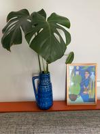 Stek monstera, Verzenden, Overige soorten, Minder dan 100 cm