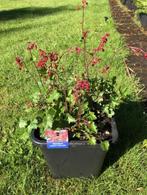 Heuchera / Purperklokje tuinplant . staat in de kuip dus kan, Vaste plant, Halfschaduw, Zomer, Ophalen