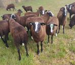 lammeren, ooilammeren, schapen, Zwartbles, Dieren en Toebehoren, Meerdere dieren, Schaap, 0 tot 2 jaar