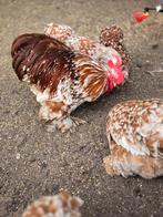 Broedeieren Cochin Rood Wit Gepareld, Dieren en Toebehoren, Pluimvee, Geslacht onbekend, Kip