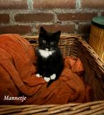 5 onwijs lieve en sociale kerst kittens, Dieren en Toebehoren, Meerdere dieren, Kortharig, 0 tot 2 jaar