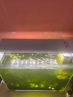 Mooi aquarium, Ophalen of Verzenden, Zo goed als nieuw, Leeg aquarium