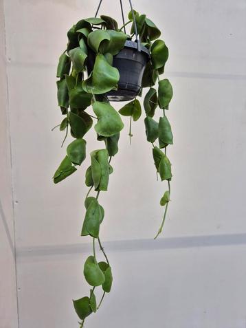 Dischidia Platyphylla p14  beschikbaar voor biedingen