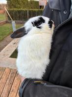 Konijn, hangoor, Dieren en Toebehoren, Konijnen, Mannelijk, Middelgroot, Hangoor