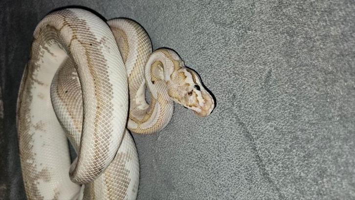 python regius, bamboo cinnamon spider, man 2021