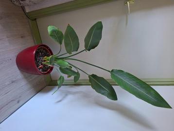 Strelitzia  beschikbaar voor biedingen